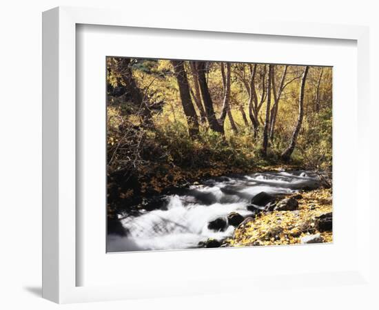 California, Sierra Nevada, Inyo Nf, Cottonwood Trees Along Mcgee Creek-Christopher Talbot Frank-Framed Photographic Print