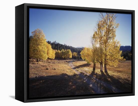 California, Sierra Nevada, Inyo Nf, Dirt Road, Fall Colors of Aspens-Christopher Talbot Frank-Framed Premier Image Canvas