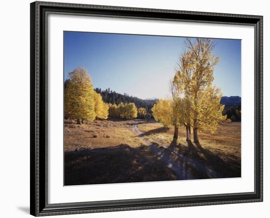 California, Sierra Nevada, Inyo Nf, Dirt Road, Fall Colors of Aspens-Christopher Talbot Frank-Framed Photographic Print