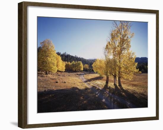 California, Sierra Nevada, Inyo Nf, Dirt Road, Fall Colors of Aspens-Christopher Talbot Frank-Framed Photographic Print