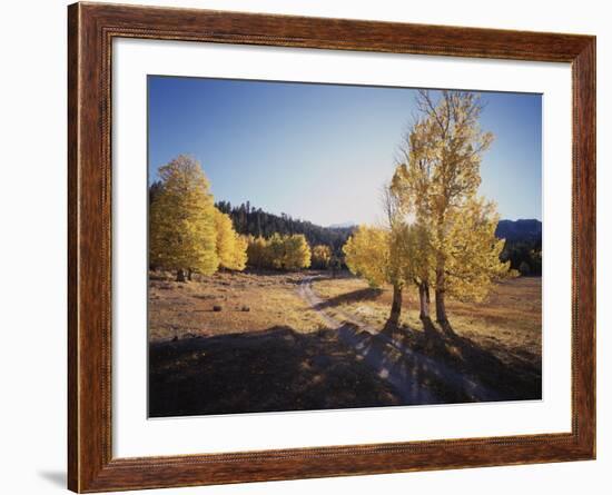 California, Sierra Nevada, Inyo Nf, Dirt Road, Fall Colors of Aspens-Christopher Talbot Frank-Framed Photographic Print