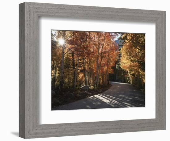 California, Sierra Nevada, Inyo Nf, Dirt Road, Fall Colors of Aspens-Christopher Talbot Frank-Framed Photographic Print