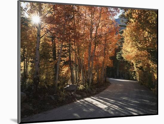 California, Sierra Nevada, Inyo Nf, Dirt Road, Fall Colors of Aspens-Christopher Talbot Frank-Mounted Photographic Print