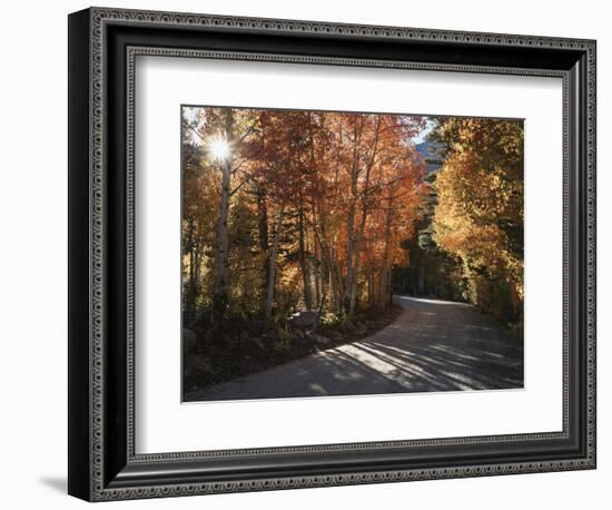 California, Sierra Nevada, Inyo Nf, Dirt Road, Fall Colors of Aspens-Christopher Talbot Frank-Framed Photographic Print