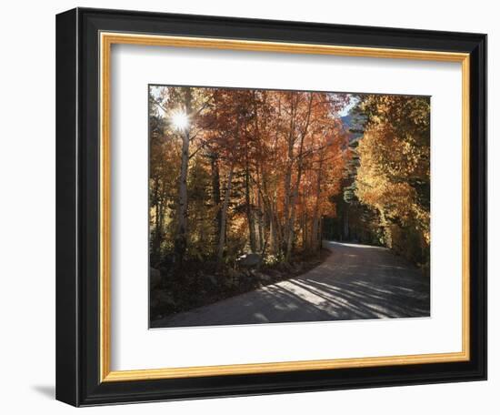 California, Sierra Nevada, Inyo Nf, Dirt Road, Fall Colors of Aspens-Christopher Talbot Frank-Framed Photographic Print