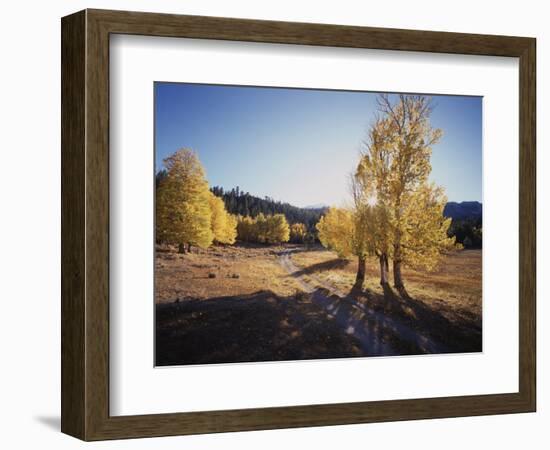 California, Sierra Nevada, Inyo Nf, Dirt Road, Fall Colors of Aspens-Christopher Talbot Frank-Framed Photographic Print