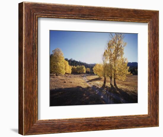 California, Sierra Nevada, Inyo Nf, Dirt Road, Fall Colors of Aspens-Christopher Talbot Frank-Framed Photographic Print