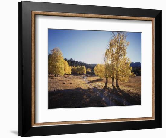 California, Sierra Nevada, Inyo Nf, Dirt Road, Fall Colors of Aspens-Christopher Talbot Frank-Framed Photographic Print