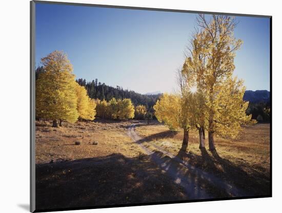 California, Sierra Nevada, Inyo Nf, Dirt Road, Fall Colors of Aspens-Christopher Talbot Frank-Mounted Photographic Print