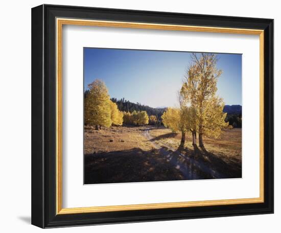 California, Sierra Nevada, Inyo Nf, Dirt Road, Fall Colors of Aspens-Christopher Talbot Frank-Framed Photographic Print