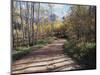 California, Sierra Nevada, Inyo Nf, Dirt Road, Fall Colors of Aspens-Christopher Talbot Frank-Mounted Photographic Print