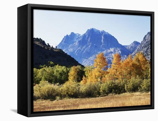 California, Sierra Nevada, Inyo Nf, Fall Colors of Aspen Trees-Christopher Talbot Frank-Framed Premier Image Canvas