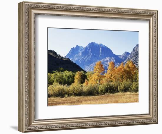 California, Sierra Nevada, Inyo Nf, Fall Colors of Aspen Trees-Christopher Talbot Frank-Framed Photographic Print