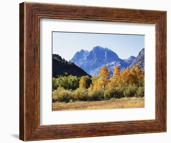 California, Sierra Nevada, Inyo Nf, Fall Colors of Aspen Trees-Christopher Talbot Frank-Framed Photographic Print