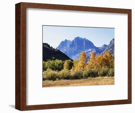 California, Sierra Nevada, Inyo Nf, Fall Colors of Aspen Trees-Christopher Talbot Frank-Framed Photographic Print