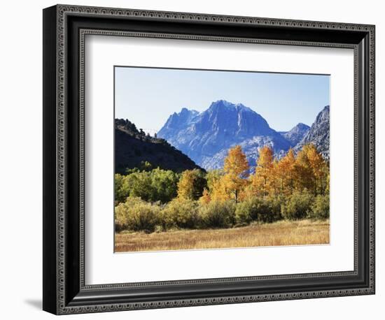 California, Sierra Nevada, Inyo Nf, Fall Colors of Aspen Trees-Christopher Talbot Frank-Framed Photographic Print