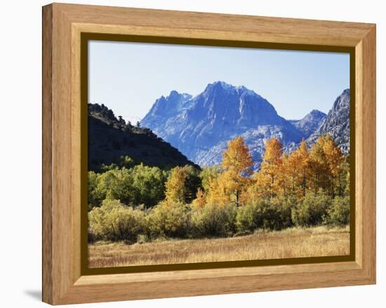 California, Sierra Nevada, Inyo Nf, Fall Colors of Aspen Trees-Christopher Talbot Frank-Framed Premier Image Canvas