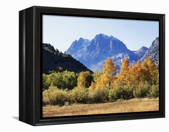 California, Sierra Nevada, Inyo Nf, Fall Colors of Aspen Trees-Christopher Talbot Frank-Framed Premier Image Canvas