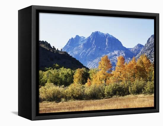 California, Sierra Nevada, Inyo Nf, Fall Colors of Aspen Trees-Christopher Talbot Frank-Framed Premier Image Canvas