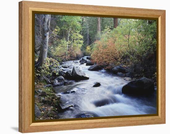 California, Sierra Nevada, Inyo Nf, Lee Vining Creek Through Forest-Christopher Talbot Frank-Framed Premier Image Canvas