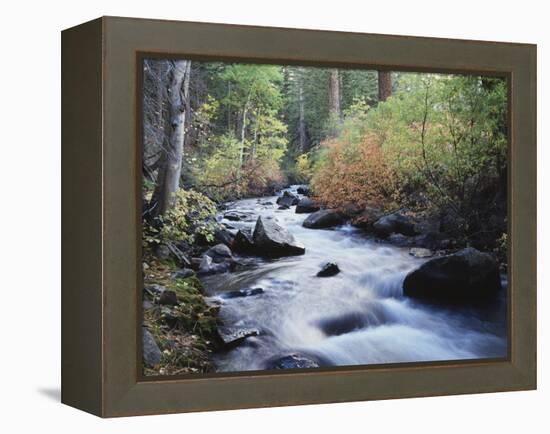 California, Sierra Nevada, Inyo Nf, Lee Vining Creek Through Forest-Christopher Talbot Frank-Framed Premier Image Canvas