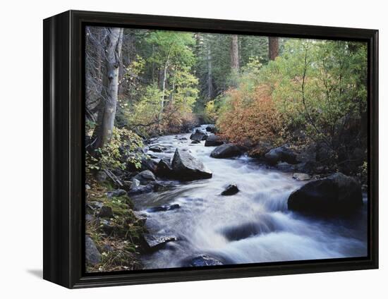 California, Sierra Nevada, Inyo Nf, Lee Vining Creek Through Forest-Christopher Talbot Frank-Framed Premier Image Canvas