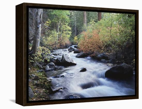 California, Sierra Nevada, Inyo Nf, Lee Vining Creek Through Forest-Christopher Talbot Frank-Framed Premier Image Canvas