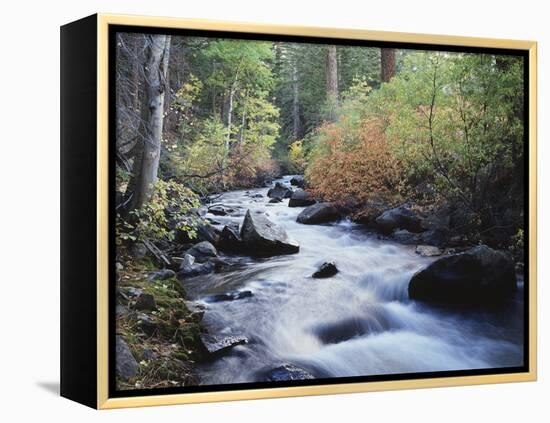 California, Sierra Nevada, Inyo Nf, Lee Vining Creek Through Forest-Christopher Talbot Frank-Framed Premier Image Canvas