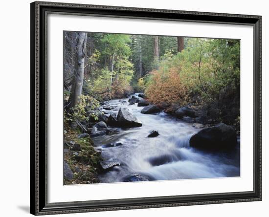 California, Sierra Nevada, Inyo Nf, Lee Vining Creek Through Forest-Christopher Talbot Frank-Framed Photographic Print