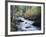 California, Sierra Nevada, Inyo Nf, Lee Vining Creek Through Forest-Christopher Talbot Frank-Framed Photographic Print