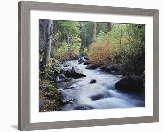 California, Sierra Nevada, Inyo Nf, Lee Vining Creek Through Forest-Christopher Talbot Frank-Framed Photographic Print