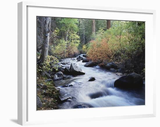 California, Sierra Nevada, Inyo Nf, Lee Vining Creek Through Forest-Christopher Talbot Frank-Framed Photographic Print