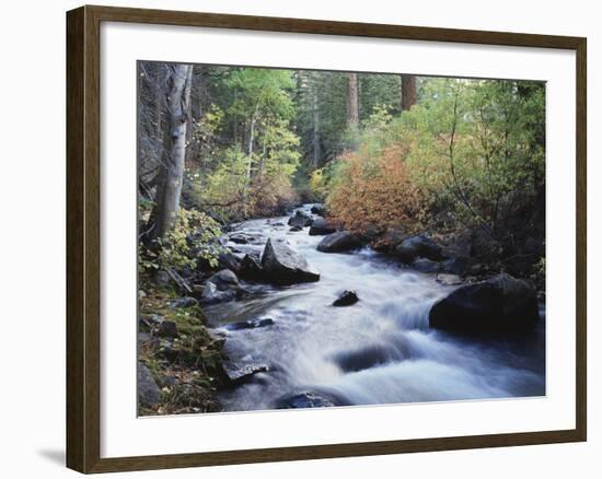 California, Sierra Nevada, Inyo Nf, Lee Vining Creek Through Forest-Christopher Talbot Frank-Framed Photographic Print