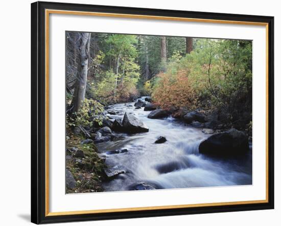 California, Sierra Nevada, Inyo Nf, Lee Vining Creek Through Forest-Christopher Talbot Frank-Framed Photographic Print