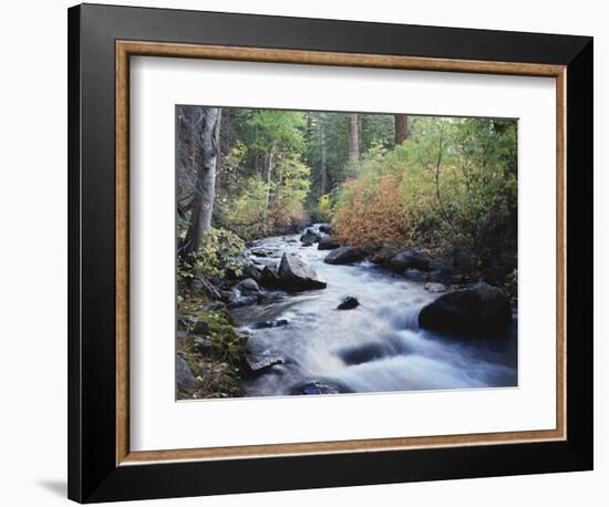 California, Sierra Nevada, Inyo Nf, Lee Vining Creek Through Forest-Christopher Talbot Frank-Framed Photographic Print