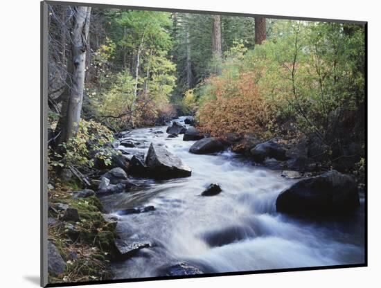 California, Sierra Nevada, Inyo Nf, Lee Vining Creek Through Forest-Christopher Talbot Frank-Mounted Photographic Print