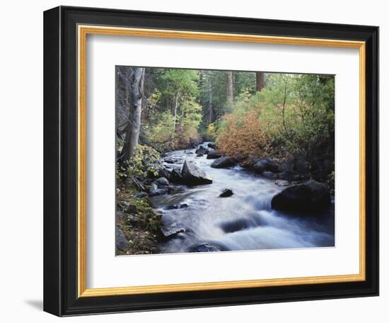 California, Sierra Nevada, Inyo Nf, Lee Vining Creek Through Forest-Christopher Talbot Frank-Framed Photographic Print
