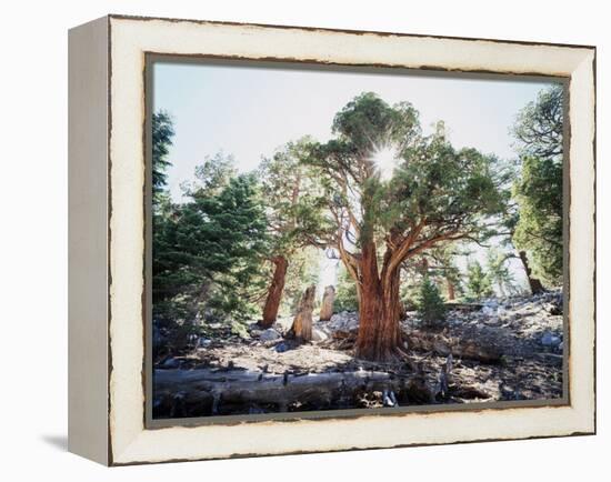 California, Sierra Nevada, Inyo Nf, Old Growth Juniper Tree, Juniperus-Christopher Talbot Frank-Framed Premier Image Canvas