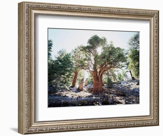 California, Sierra Nevada, Inyo Nf, Old Growth Juniper Tree, Juniperus-Christopher Talbot Frank-Framed Photographic Print