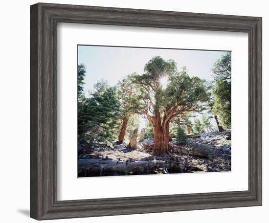 California, Sierra Nevada, Inyo Nf, Old Growth Juniper Tree, Juniperus-Christopher Talbot Frank-Framed Photographic Print