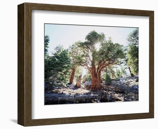 California, Sierra Nevada, Inyo Nf, Old Growth Juniper Tree, Juniperus-Christopher Talbot Frank-Framed Photographic Print