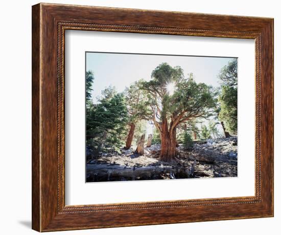 California, Sierra Nevada, Inyo Nf, Old Growth Juniper Tree, Juniperus-Christopher Talbot Frank-Framed Photographic Print