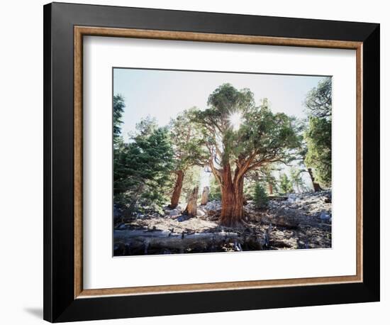 California, Sierra Nevada, Inyo Nf, Old Growth Juniper Tree, Juniperus-Christopher Talbot Frank-Framed Photographic Print