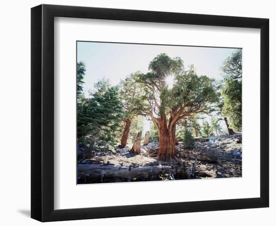 California, Sierra Nevada, Inyo Nf, Old Growth Juniper Tree, Juniperus-Christopher Talbot Frank-Framed Photographic Print