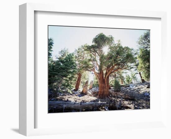 California, Sierra Nevada, Inyo Nf, Old Growth Juniper Tree, Juniperus-Christopher Talbot Frank-Framed Photographic Print