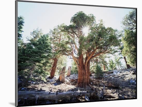 California, Sierra Nevada, Inyo Nf, Old Growth Juniper Tree, Juniperus-Christopher Talbot Frank-Mounted Photographic Print
