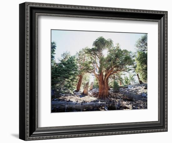 California, Sierra Nevada, Inyo Nf, Old Growth Juniper Tree, Juniperus-Christopher Talbot Frank-Framed Photographic Print