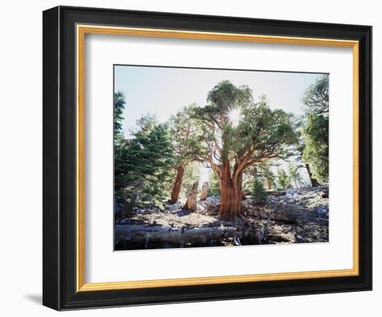 California, Sierra Nevada, Inyo Nf, Old Growth Juniper Tree, Juniperus-Christopher Talbot Frank-Framed Photographic Print