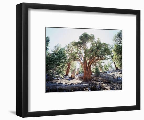 California, Sierra Nevada, Inyo Nf, Old Growth Juniper Tree, Juniperus-Christopher Talbot Frank-Framed Photographic Print