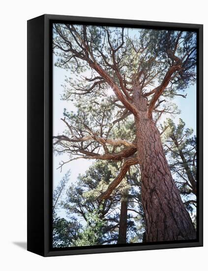 California, Sierra Nevada, Inyo Nf, Old Growth Ponderosa Pine Tree-Christopher Talbot Frank-Framed Premier Image Canvas